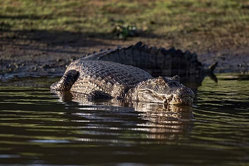 Caiman in the Cuiaba River, Pantanal, Brazil. Animals Print
